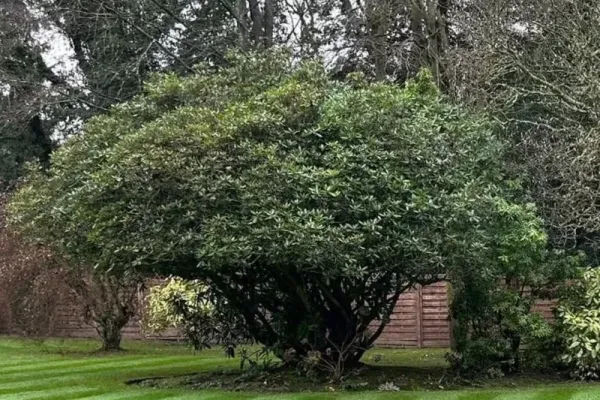 A small tree
