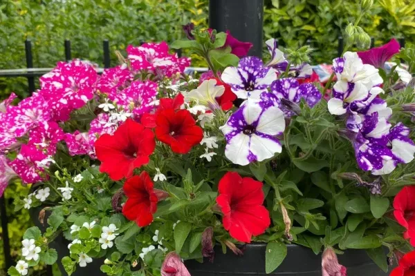 little weighton flower planter 800 x 800