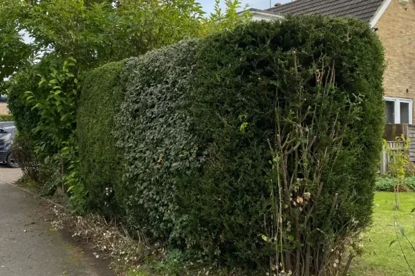 A trimmed hedge in front of a bungalow