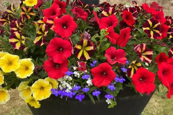 flower planter 800 x 800