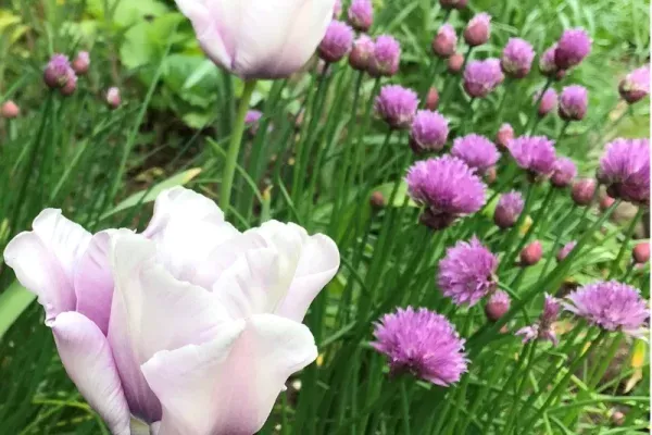A close up of some pink and purple flowers