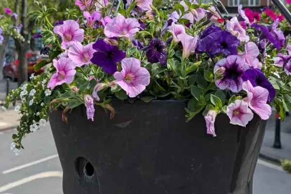 Flower planter in Cottingham