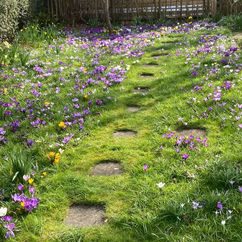 Purple, yellow and white flowers growing out of a lawn