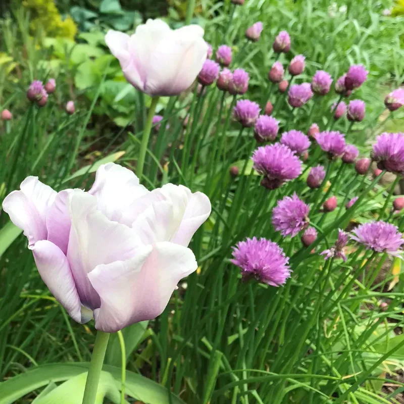 A close up of pink and purple flowers