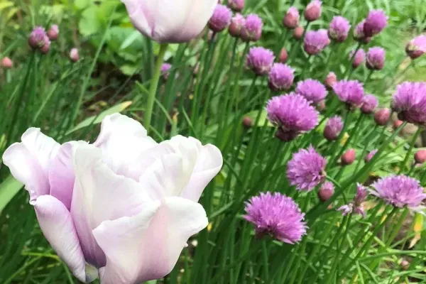 A close up of some pink and purple flowers