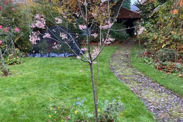 A lawn with a sapling tree in the foreground, having had lots of leaves cleared away
