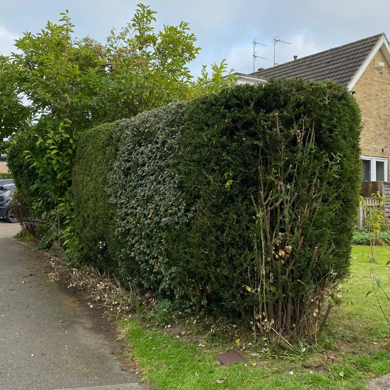A trimmed hedge in front of a bungalow