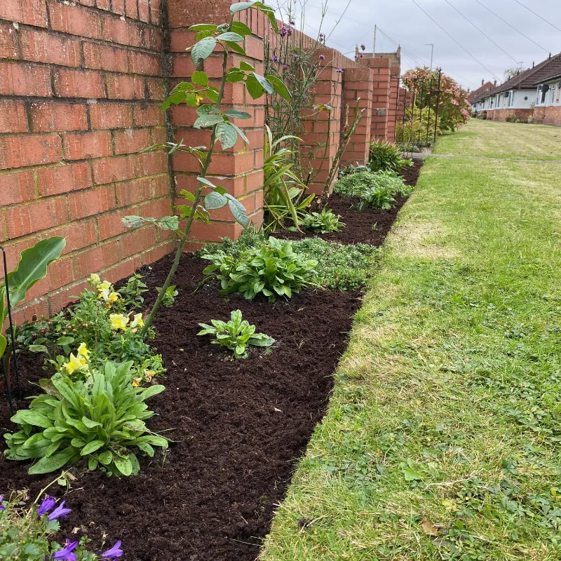 A tidy border with plants and flowers growing from dark soil with a red brick wall to the left