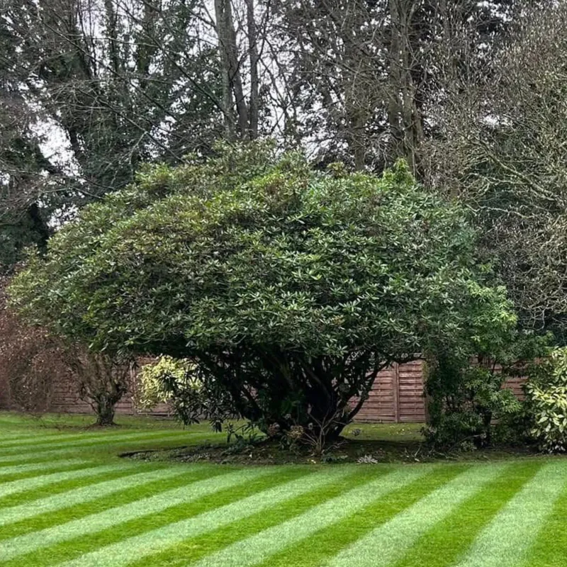 A small tree